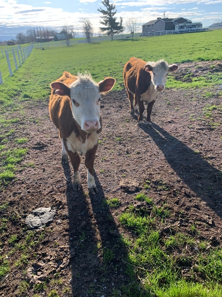 O'Hara Site Image 216