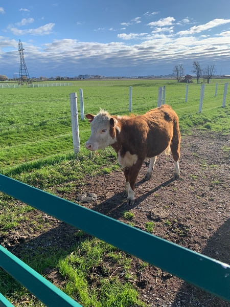 O'Hara Site Image 218